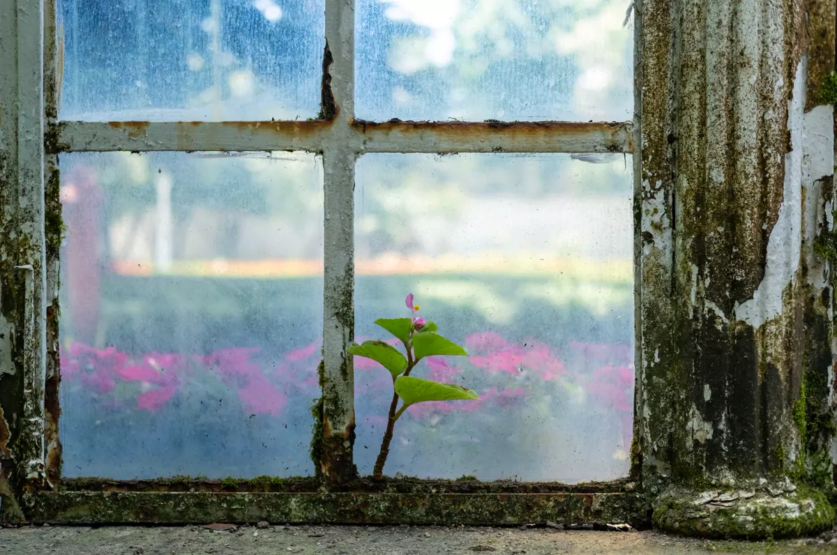 Signs you have a mold problem in your home (Charlotte guide)